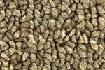 Parchment 1965-1968 Mustang Coupe Carpet